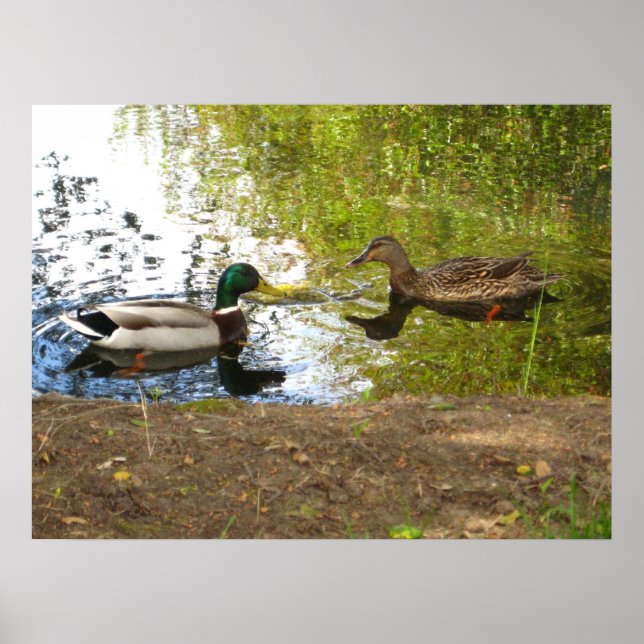 Póster "Patos Enamorados" (Frente)