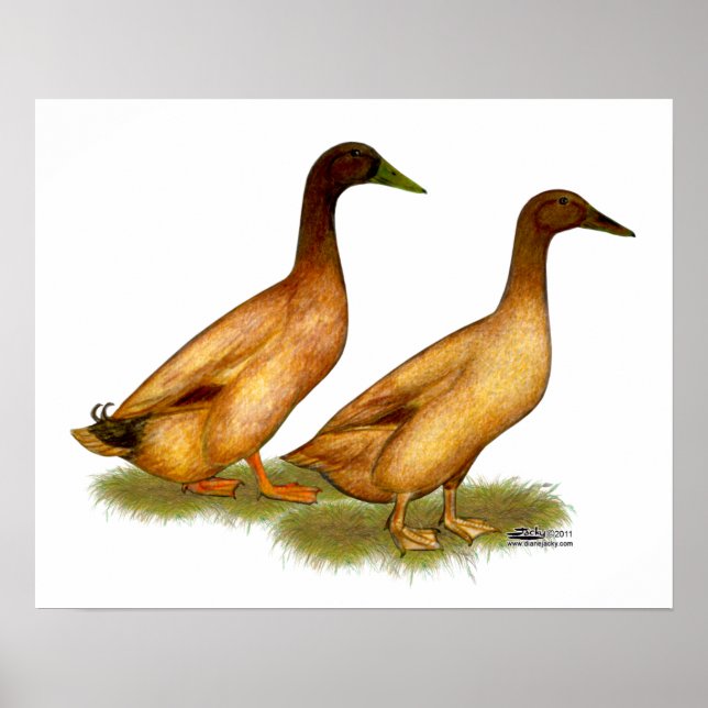 Póster Patos: Khaki Campbell (Frente)