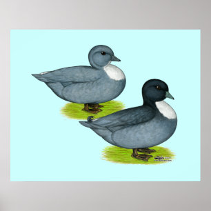 Póster Patos: Llamadas azules