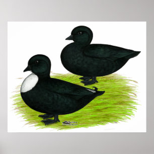 Póster Patos: Llamadas negras