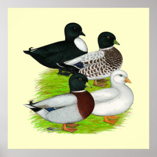 Póster Patos: Llamar al Cuarteto