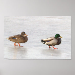 Póster Patos Mallard en Poster de hielo