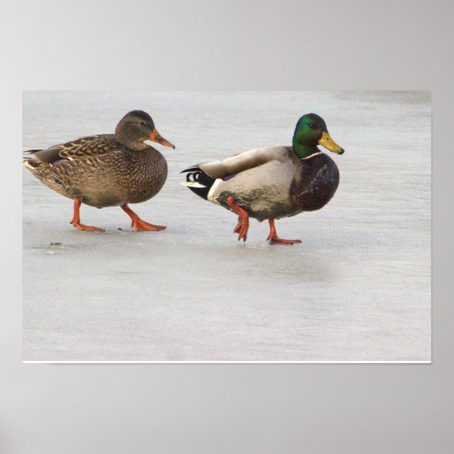 Póster Patos Mallard en Poster de hielo (Frente)