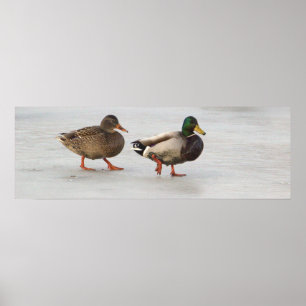 Póster Patos Mallard en Poster de hielo