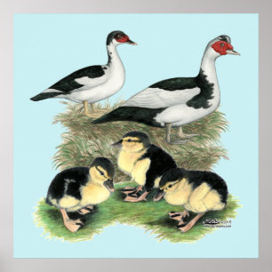 Póster Patos Muscovy de Patas Negras Familia
