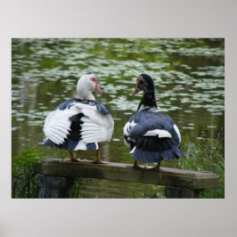 Póster Patos Muscovy Sentados En Un Poster De Ornamentos