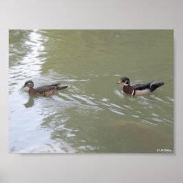 Póster Patos nadando