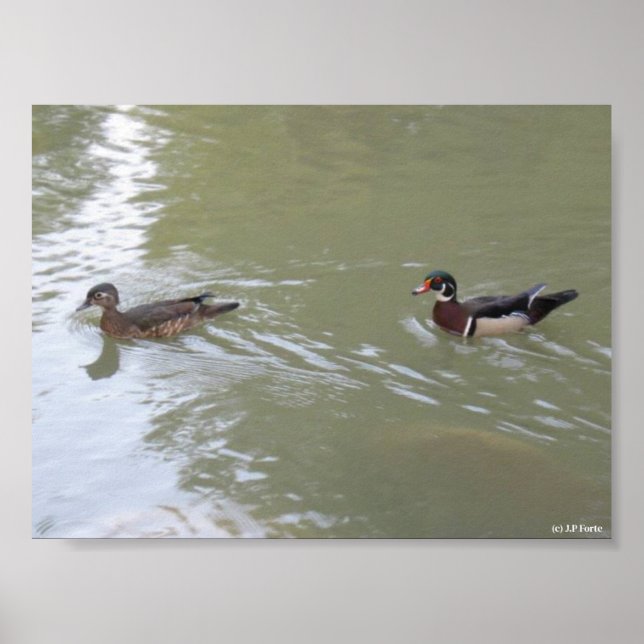 Póster Patos nadando (Frente)
