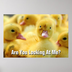 Póster Patos pequeños