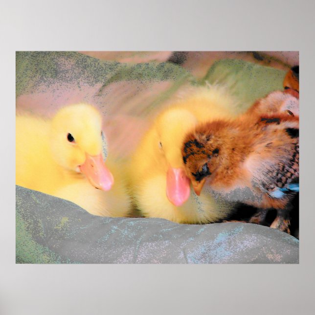 Póster Patos personalizados y polluelo (Frente)