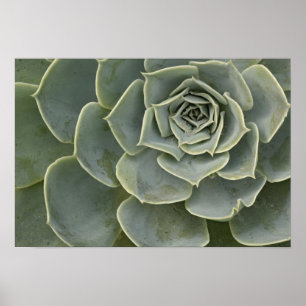 Póster Patrón de cactus