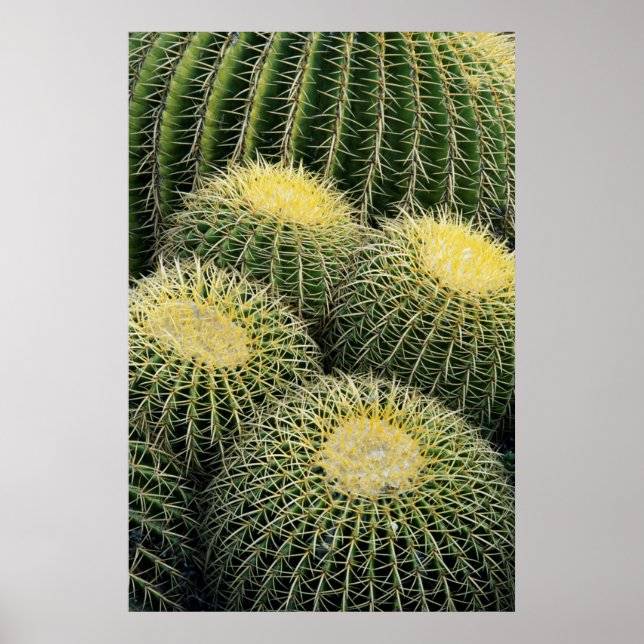 Póster Patrón de cactus (Frente)