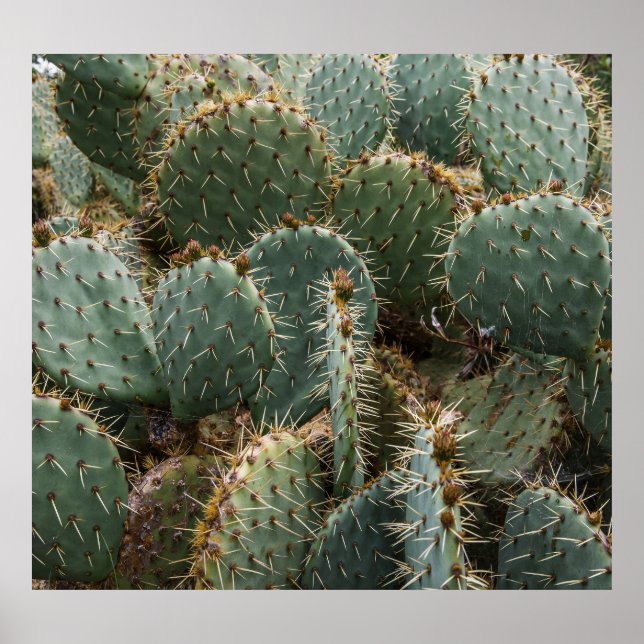 Póster Patrón de cactus: Opuntia ficus-indica de moda. (Frente)
