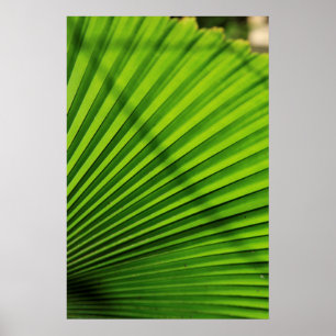 Póster Patrón de hoja de palma gigante