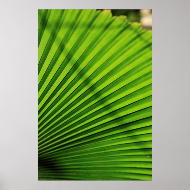 Póster Patrón de hoja de palma gigante (Frente)