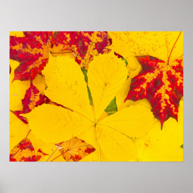 Póster Patrón de hojas de otoño (Frente)