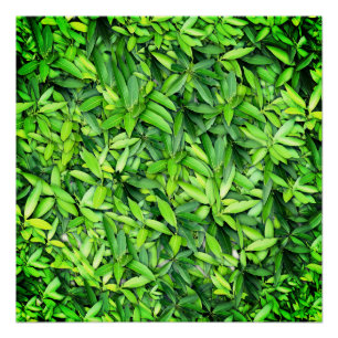 Póster Patrón de hojas verdes frondosas - Naturaleza Botá