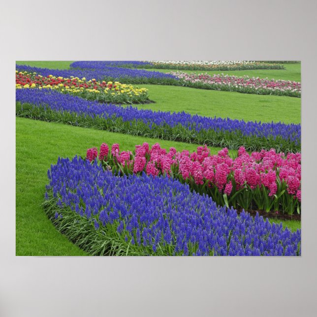 Póster Patrón de jacinto de uva, tulipanes y (Frente)