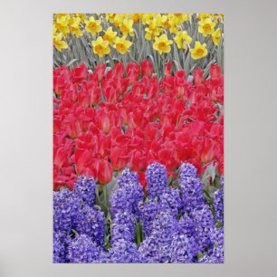 Póster Patrón de jacinto, tulipanos y daffodils,