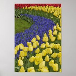 Póster Patrón de jardín de flores de jacinto de uva y