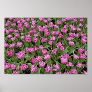 Póster Patrón de jardín de tulipanes, Jardines Keukenhof,