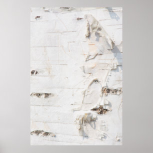Póster Patrón de la corteza de Birch