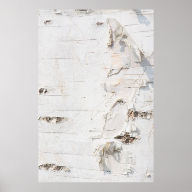 Póster Patrón de la corteza de Birch (Frente)