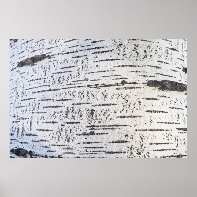 Póster Patrón de la corteza de Birch (Frente)