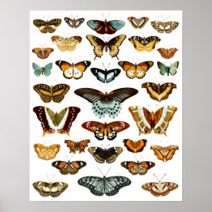 Póster Patrón de mariposa vintage