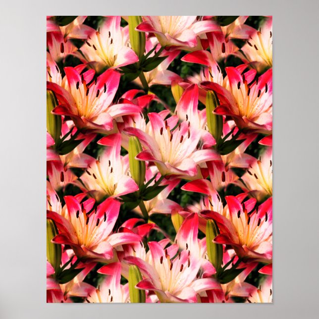 Póster Patrón de naturaleza de las flores de Lily blanca (Frente)