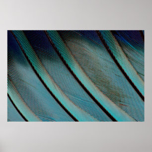Póster patrón de pluma azul