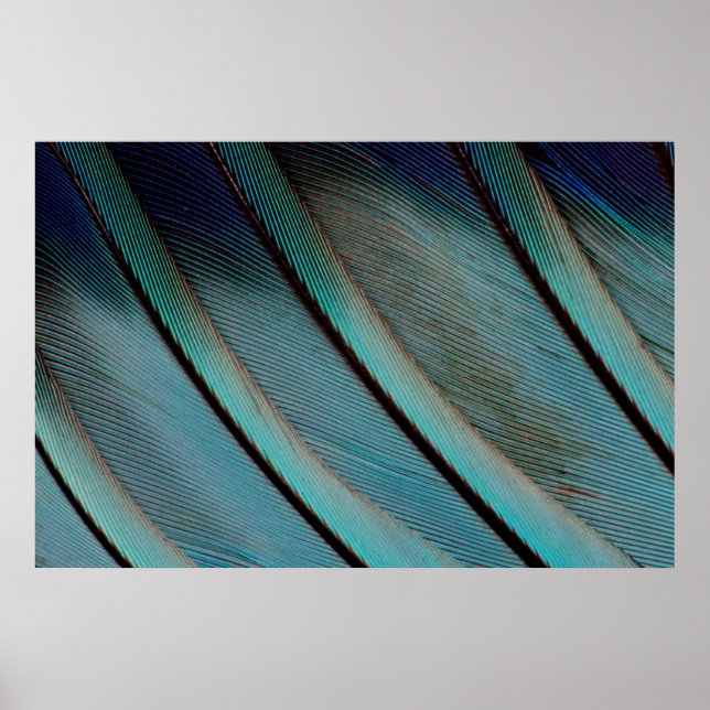 Póster patrón de pluma azul (Frente)