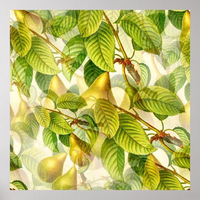 Póster Patrón de ramas y peras del árbol de peras (Frente)