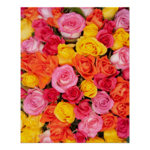 Póster Patrón de rosas coloridas y brillantes fondo flora