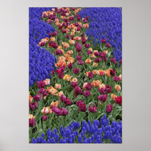 Póster Patrón de tulipanes y flores de jacinto de uva,