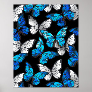 Póster Patrón oscuro sin foco con mariposas azules morfo