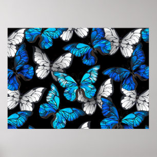 Póster Patrón oscuro sin foco con mariposas azules morfo