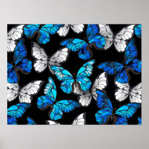 Póster Patrón oscuro sin foco con mariposas azules morfo