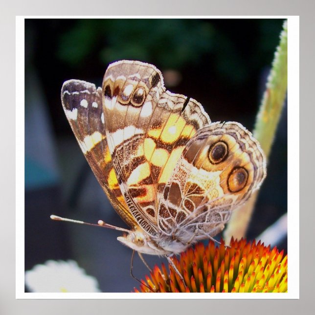 Póster Patrones de mariposas (Frente)