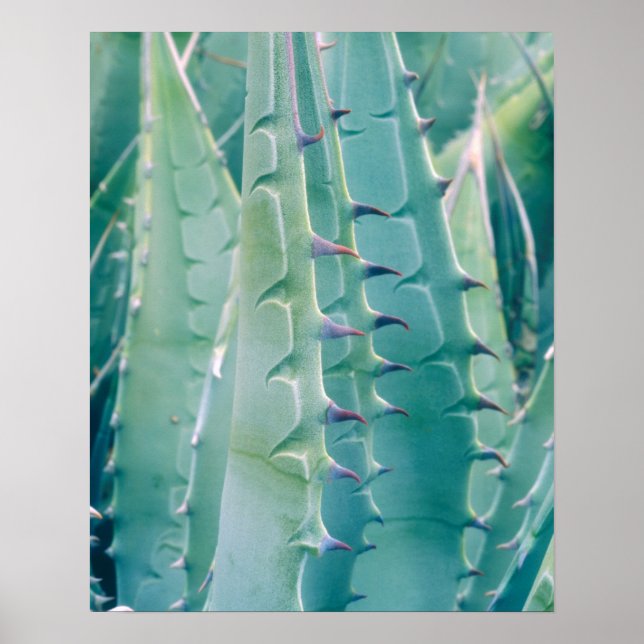 Póster Patrones de una planta de Agave (Frente)
