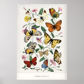 Póster Paul Servais Mariposas Le Jardin des Plantes