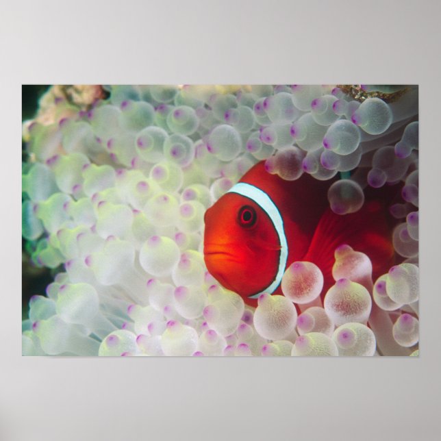 Póster Paupau Nueva Guinea, Gran Barrera de Coral, (Frente)