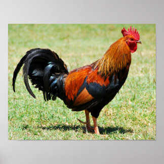 Póster Pave de la selva roja de gallo Feral Kauai Hawaii