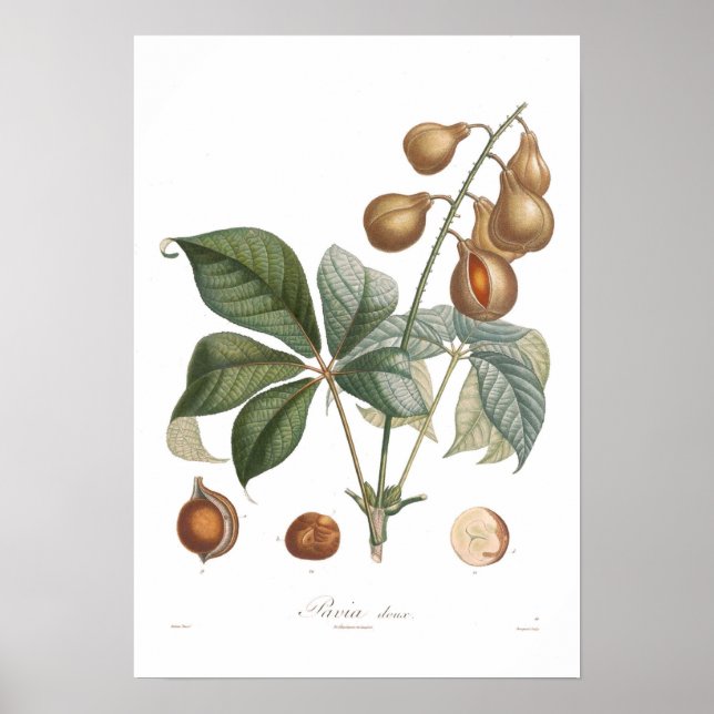 Póster Pavia, cretino rojo (Frente)