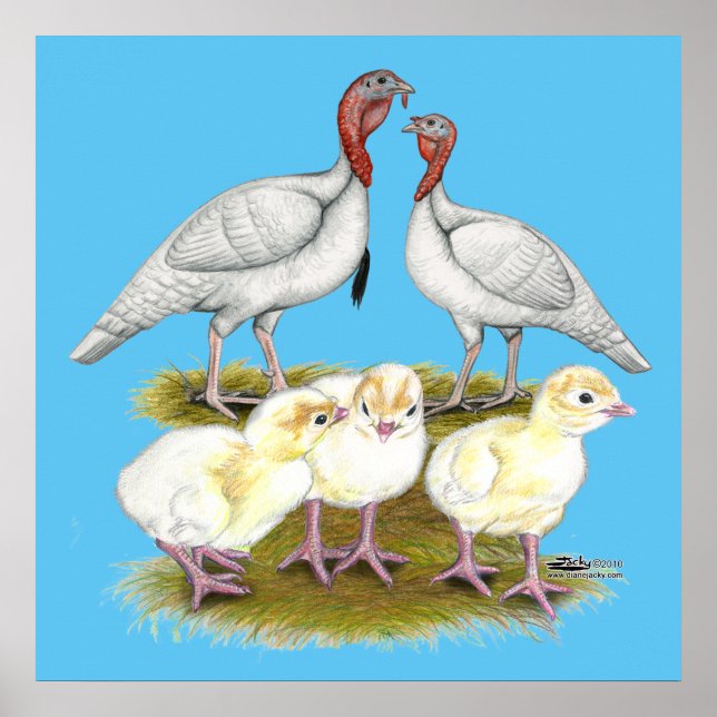 Póster Pavo Blanco Mini Familia (Frente)