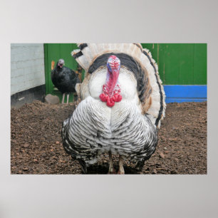 Póster Pavo curioso
