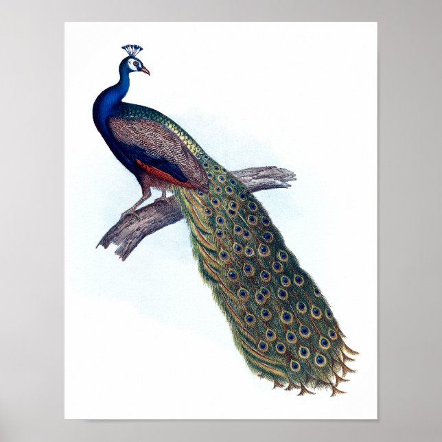 Póster Pavo de pavo (Frente)