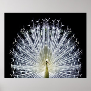Póster Pavo de pavo real blanco
