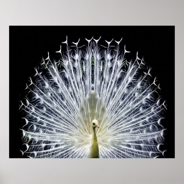 Póster Pavo de pavo real blanco (Frente)