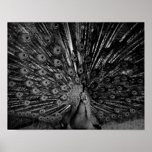 Póster Pavo de pavo real con cola